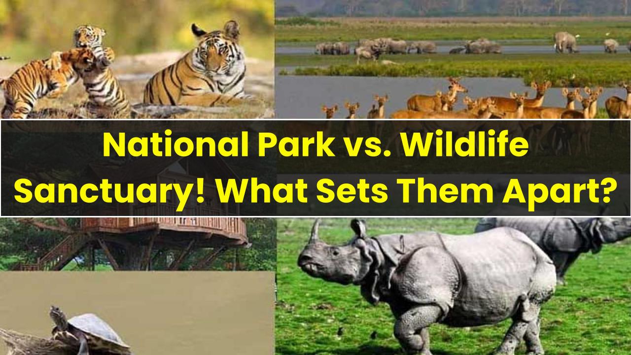 Difference between National Park and Wildlife Sanctuary: Unraveling the ...